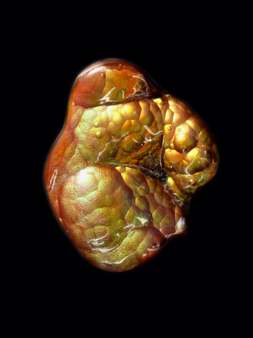 Tanglewood Root - Fire Agate - 36 ct