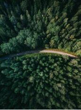 Forest Products