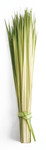 Long Double Strips Palms for Palm Sunday - Bags of 100 Strips