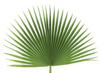 Fan Palm - Bag of 4