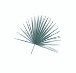 Mediterranean Fan Palm - Bag of 8