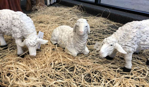 Photo of all three lambs in the Nativity set.