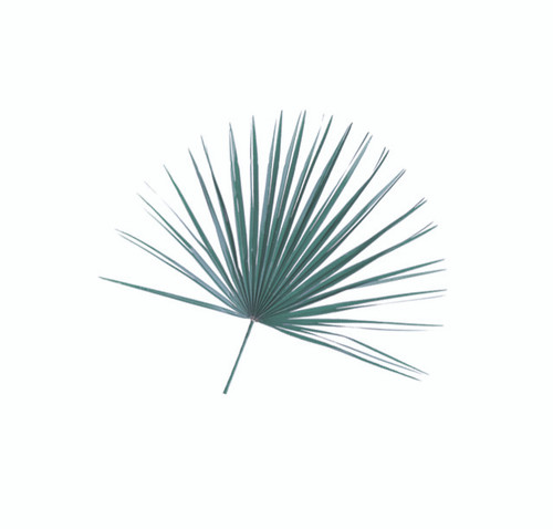 Mediterranean Fan Palm - Bag of 8
