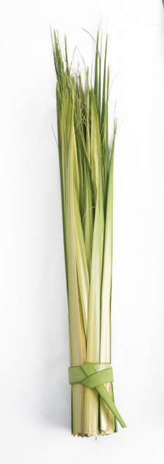 Short Double Palm Strips