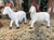 Set of Lambs - made of fiberglass and resin. Suitable for indoor and outdoor use. Perfect pieces to add to your 59" Heaven's Majesty Nativity Set (#53385)
