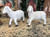 Heaven's Majesty Nativity Lambs - Set of 2 