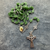 Green Shamrock Rosary with Celtic Cross Crucifix 