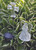 Solar Angel Garden Stake 