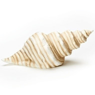 Fishers of Men.....4.25"H tan Seashell LED light. Porcelain