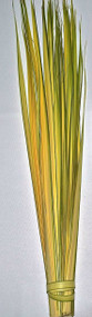 Orders will ship one to two weeks before Palm Sunday (Orthodox included). Long Double Palm Strips from Fan Palms. Individual Long Palm Strips have been stripped and are ready to hand out . Range in length from 24" to 36". All Palm Strips are Packaged in 100 strips to the bundle

 