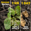Spruce shows visible results in one hour and kills weeds in one day.
