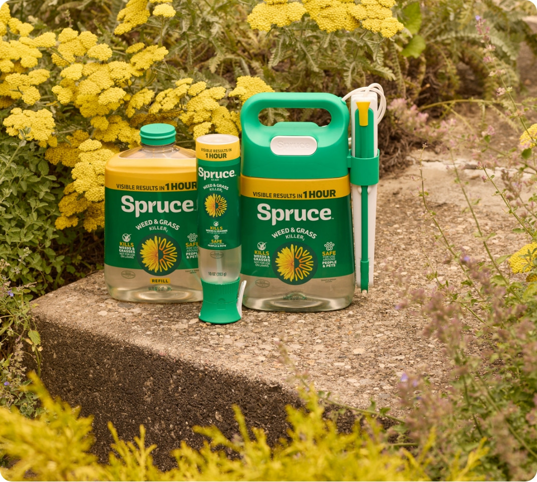 Spruce Tree Insecticide Spruce
