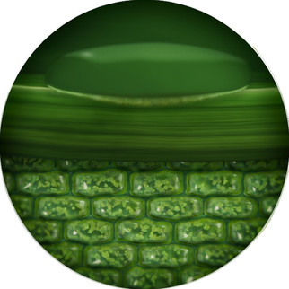 Plant Cells