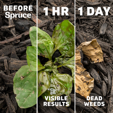 Weed Dehydrating after being sprayed with Srpuce Weed & Grass Killer