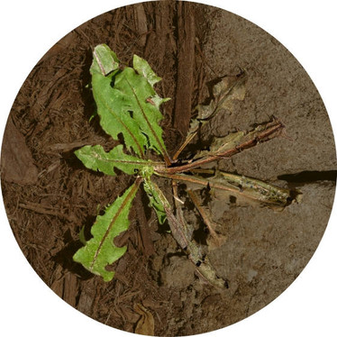 Kill weeds within one hour