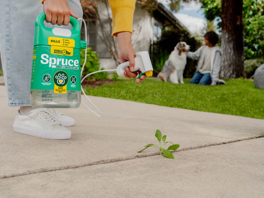 Treating weed with Spruce 64oz Manual Sprayer