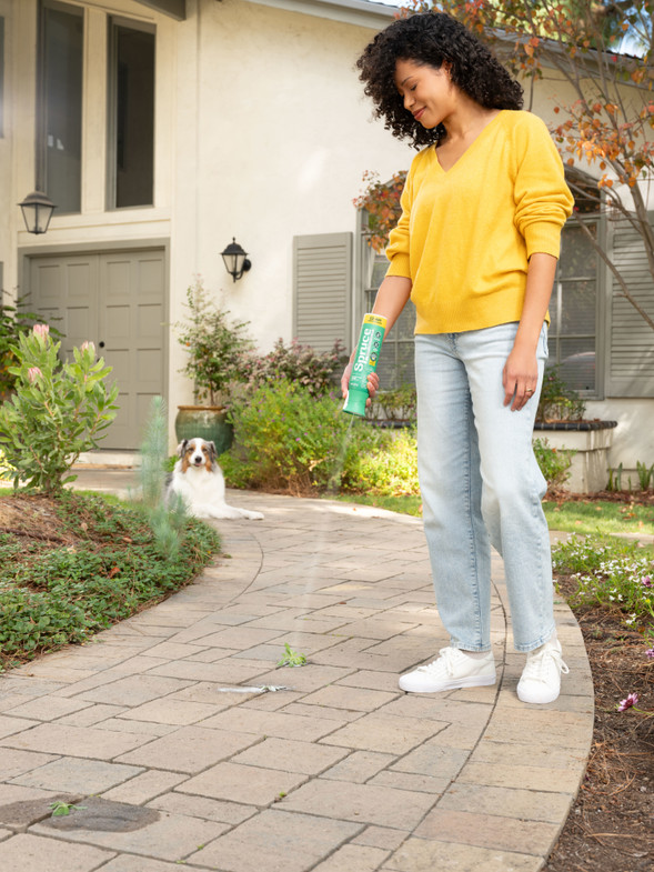 Treating weeds with Spruce EZ Spray