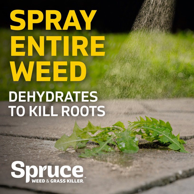 Spray the entire weed. Spruce weed and grass killer dehydrates weeds to kill roots.