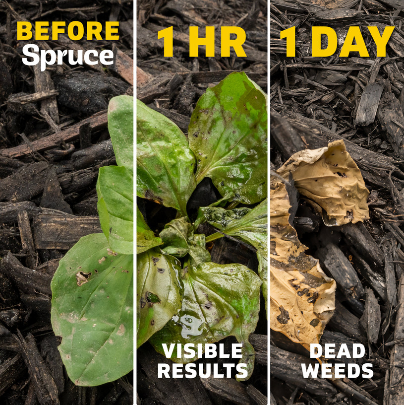 Spruce shows visible results in one hour and kills weeds in one day.