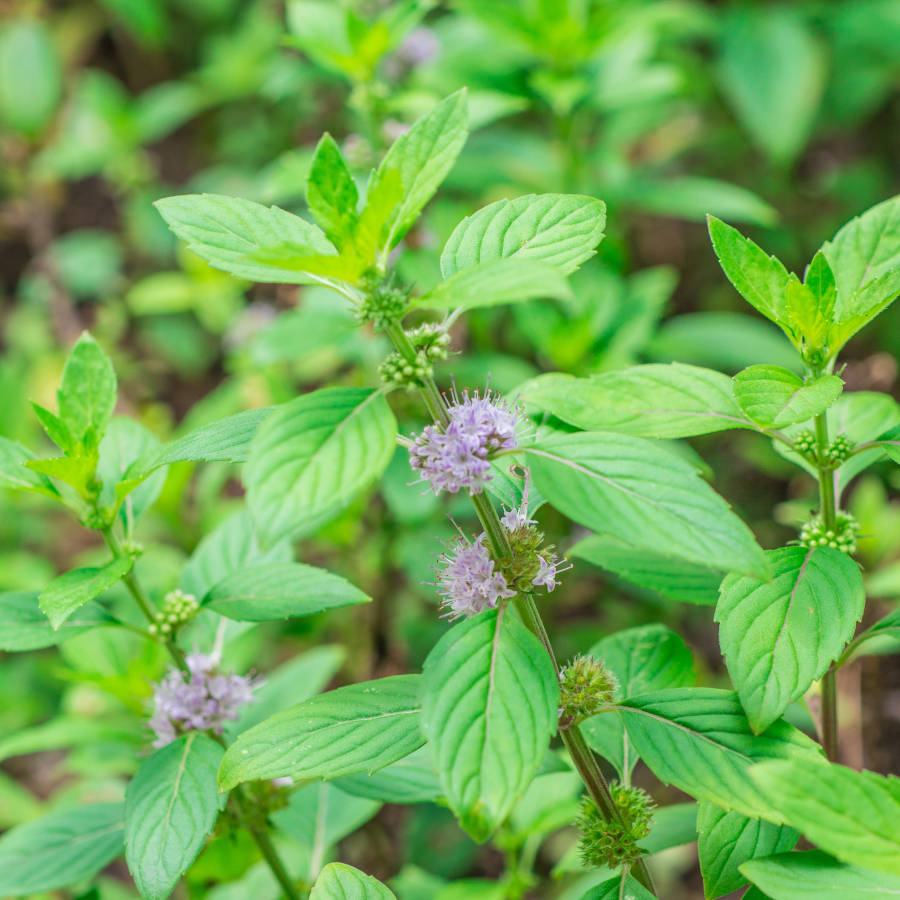 Cornmint