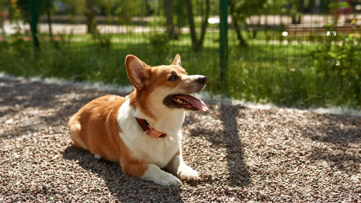 Pet-Friendly Weed Control for Your Gravel Dog Run 