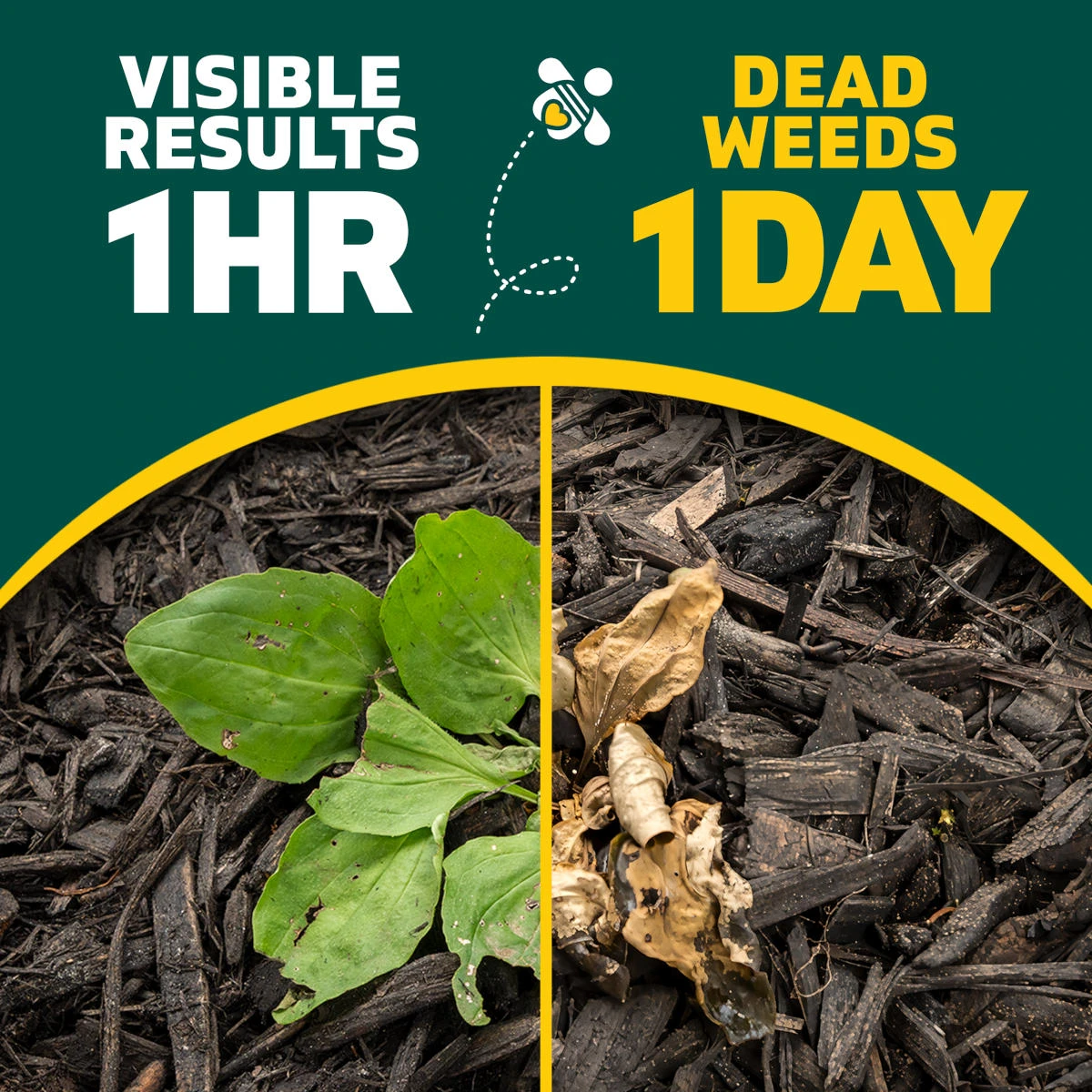Need Fast Weed Control? How Soon Does Spruce Start Working?