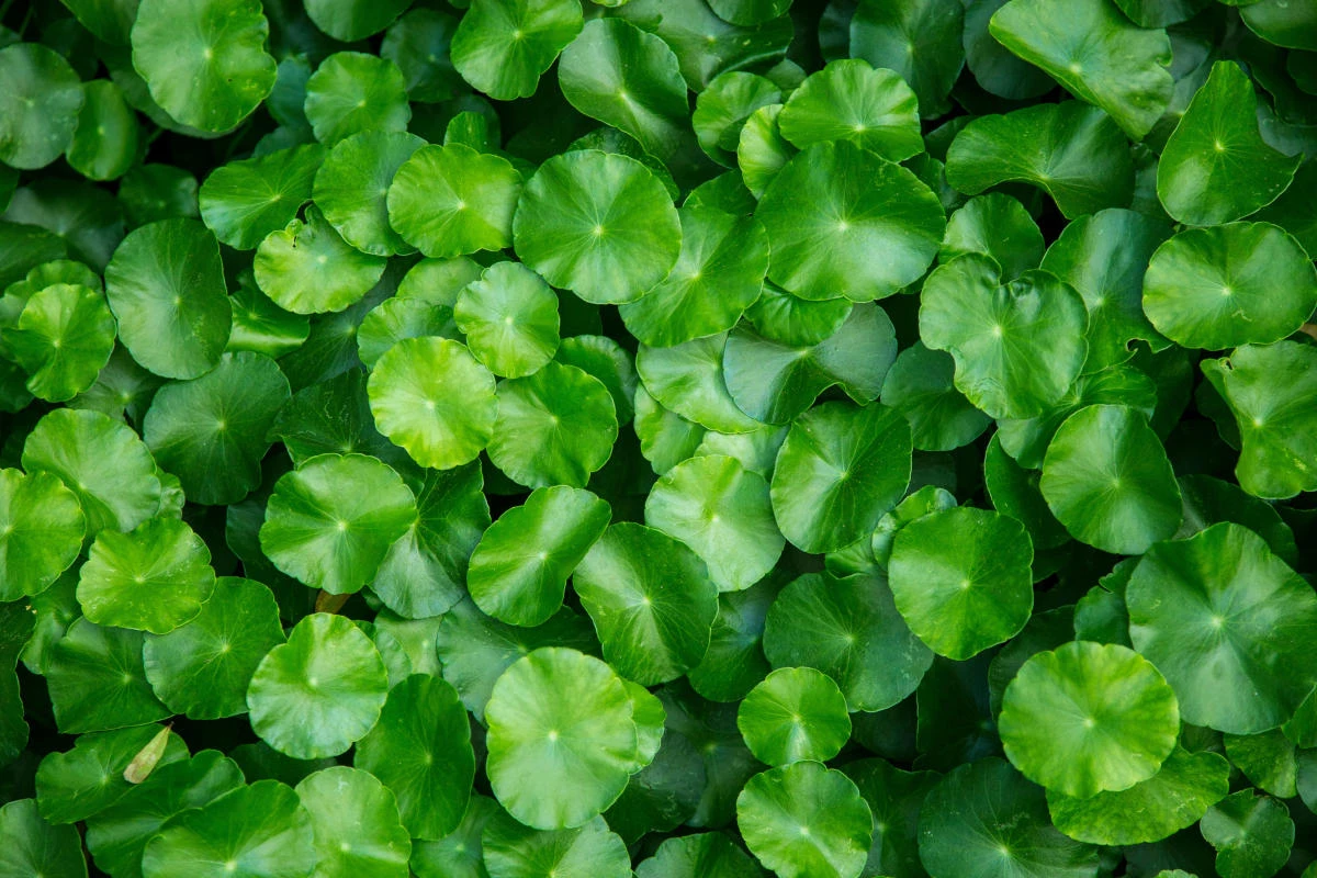 What’s the best way to get rid of dollarweed in problem spots?