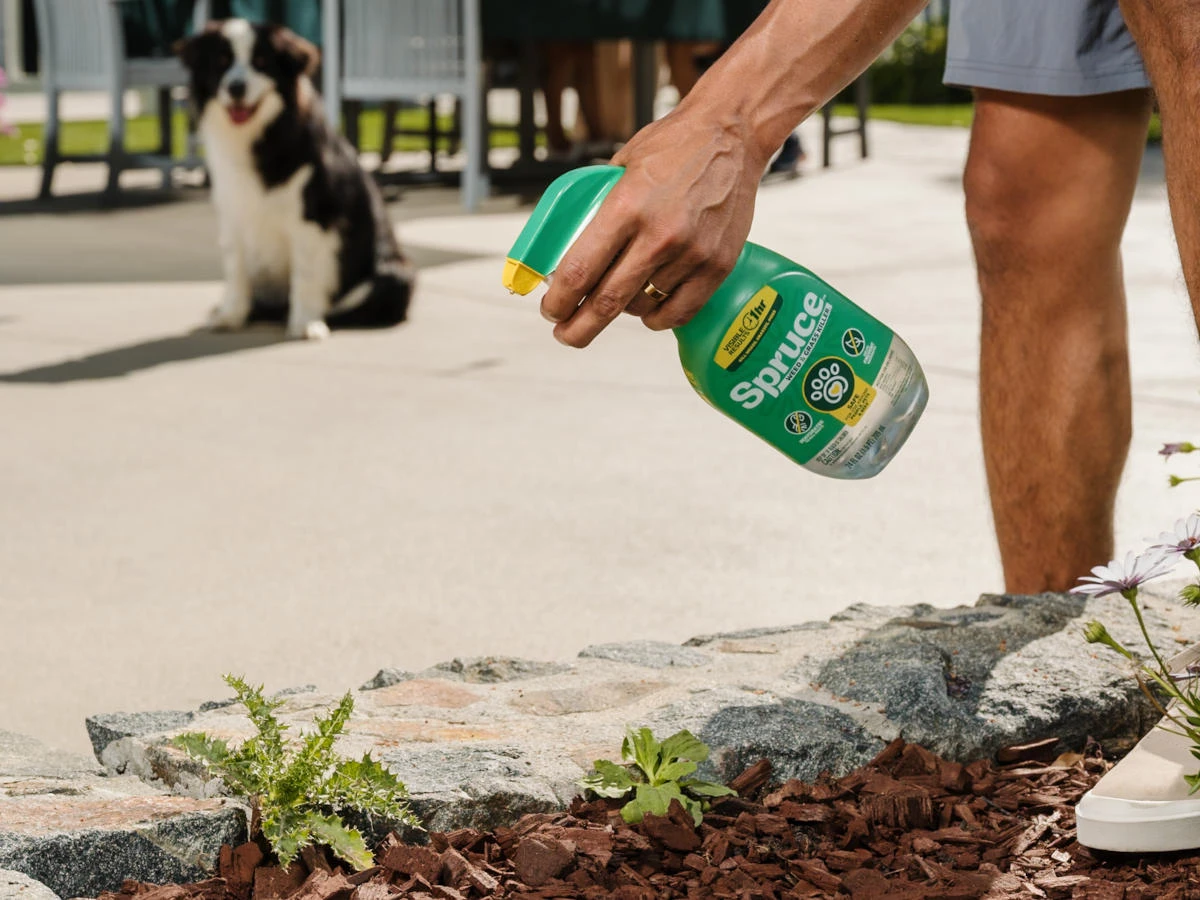 How often should you reapply Spruce Weed & Grass Killer?