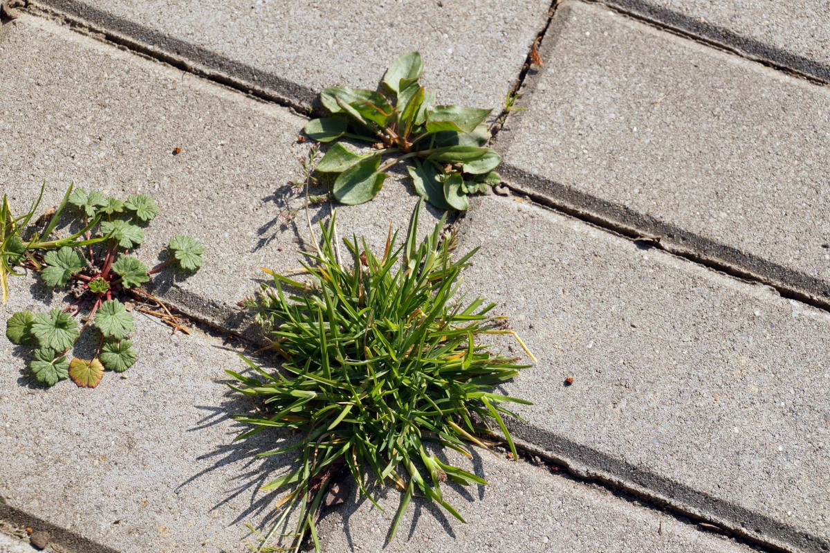 Can one weed killer kill both broadleaf and grassy weeds?