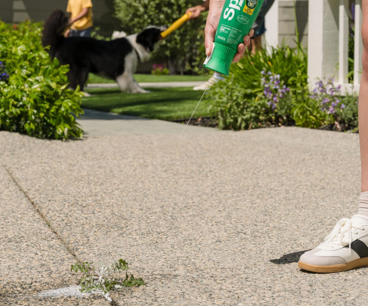 Should You Spray, Pull, or Cut Weeds First?