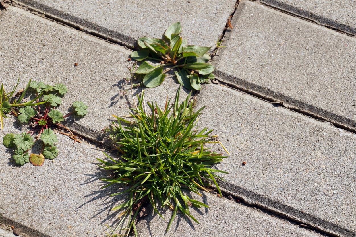 What is an effective Weed and Grass Killer?