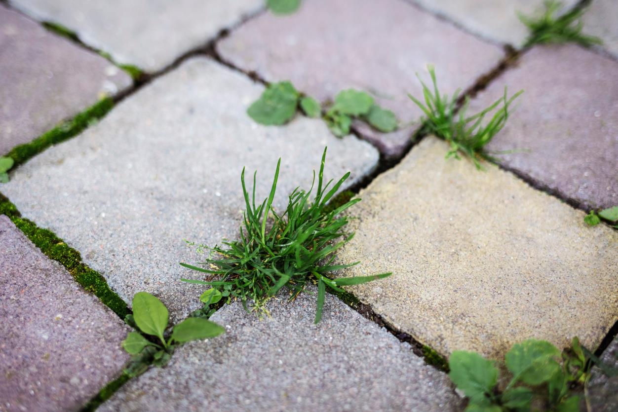 Is there One Solution for Broadleaf and Grassy Weeds?