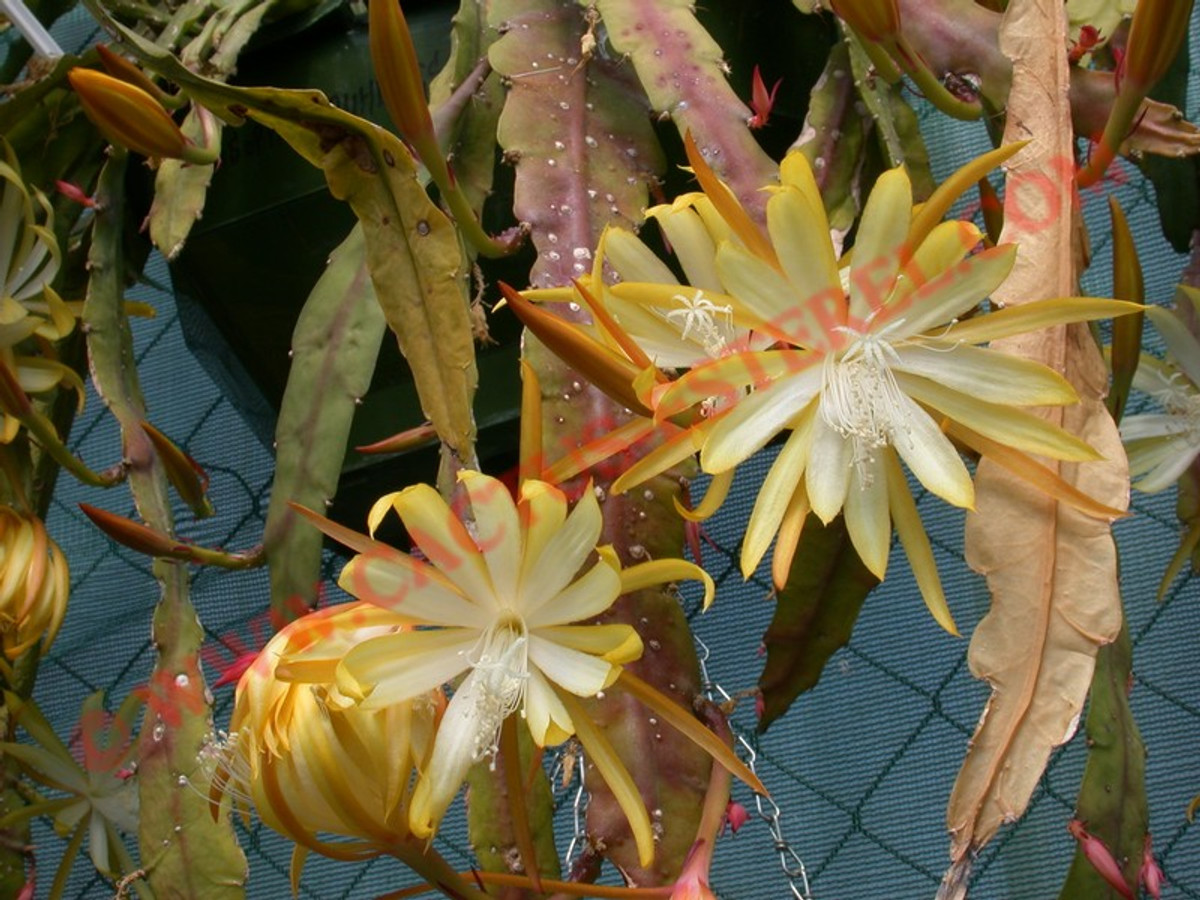 Disophyllum 'Frühling's Gold'