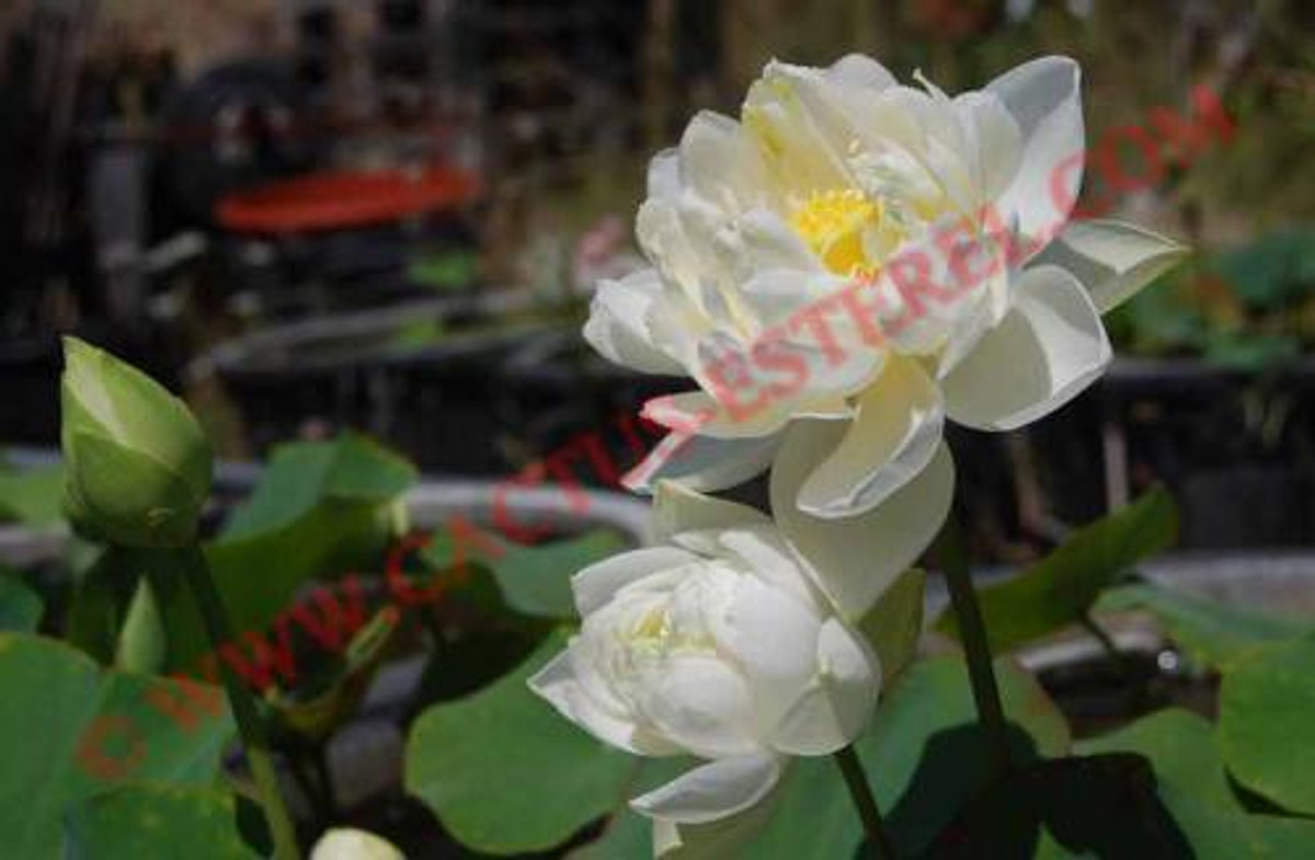 Nelumbo 'Bingxin Yujie'