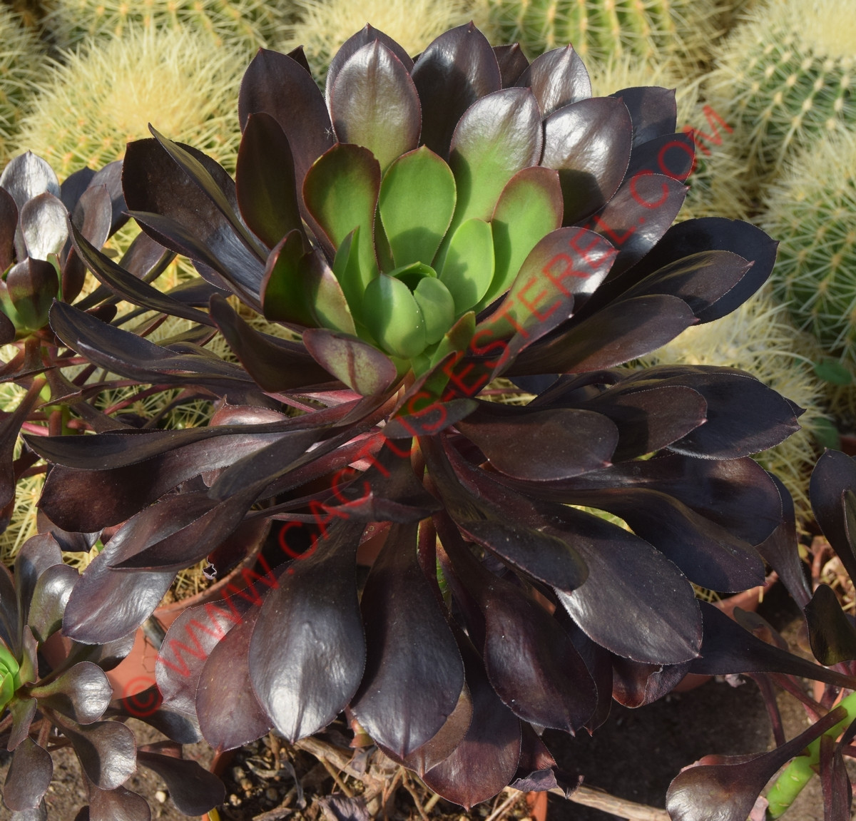 Aeonium 'Cornish Rose'