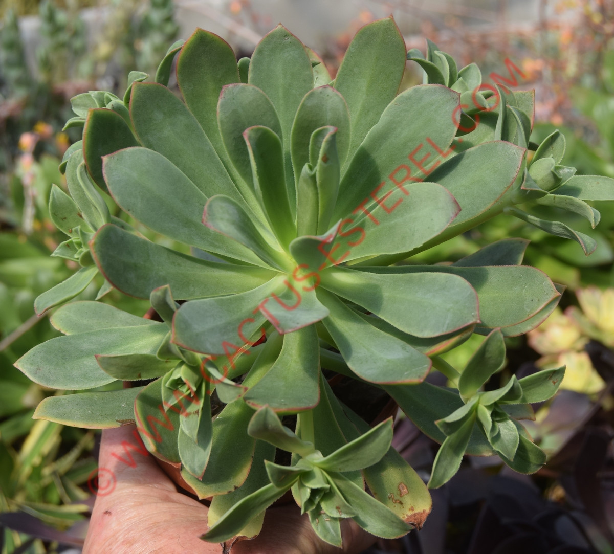 Aeonium 'Paradise'