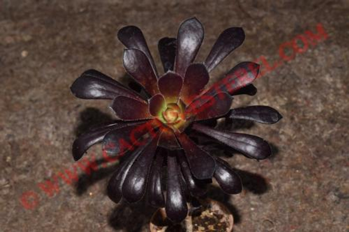 Aeonium arboreum v. atropurpureum 'Schwartzkopf'