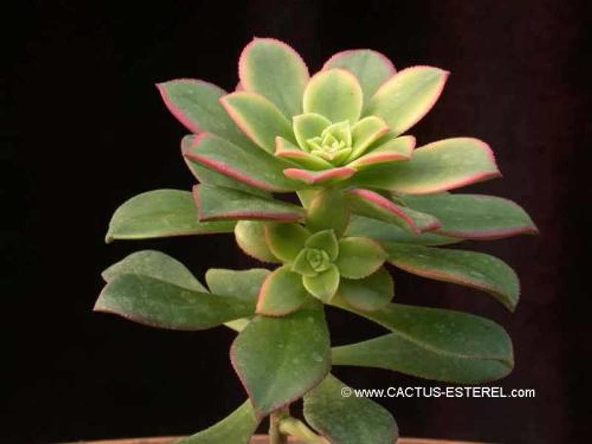 Aeonium haworthii 'Dream Color'