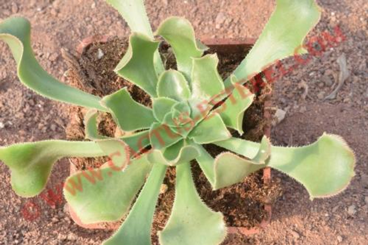 Aeonium korneliuslemsii