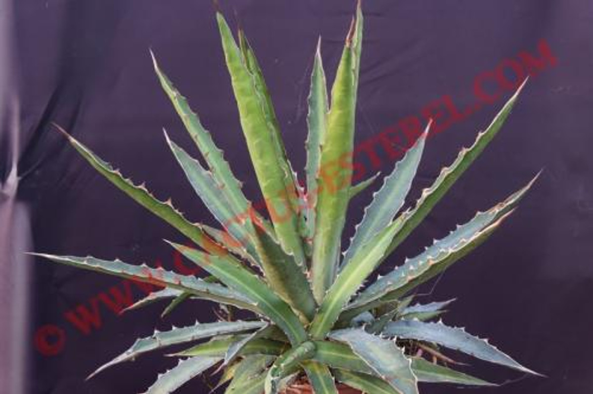 Agave xylonacantha