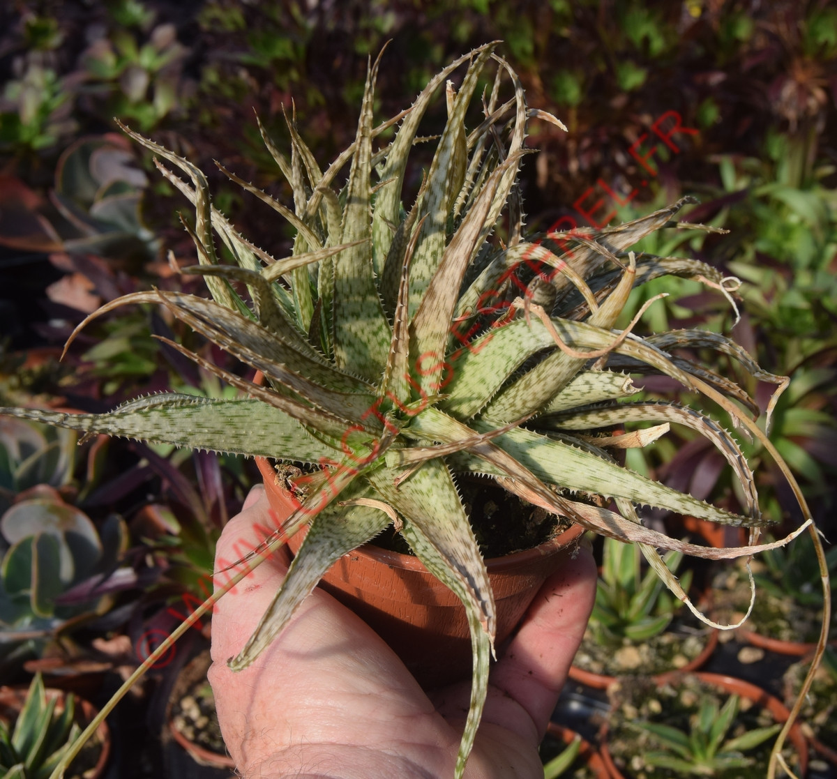 Aloe 'Bella Bowes'