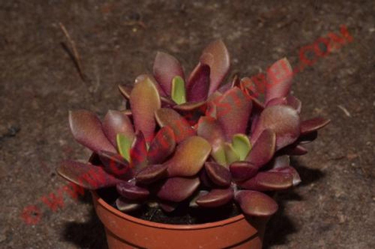 Anacampseros rufescens 'Red Passion'