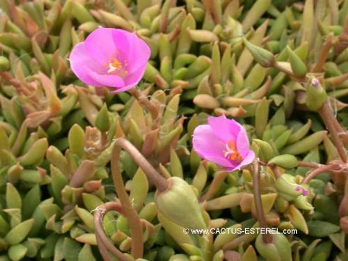 Anacampseros telephiastrum