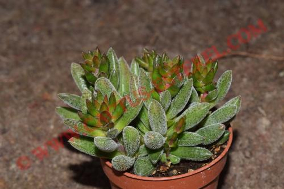 Crassula 'Justus Corderoi'
