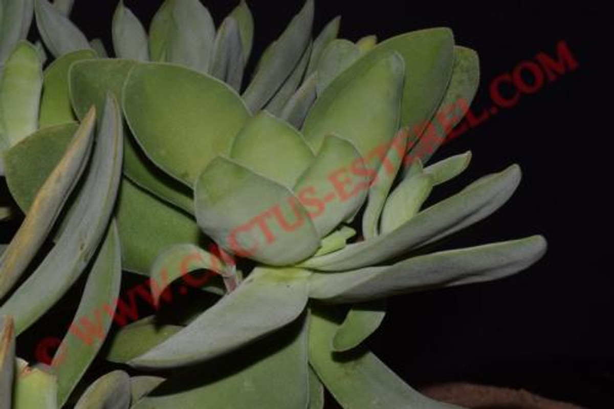 Crassula cotyledonis