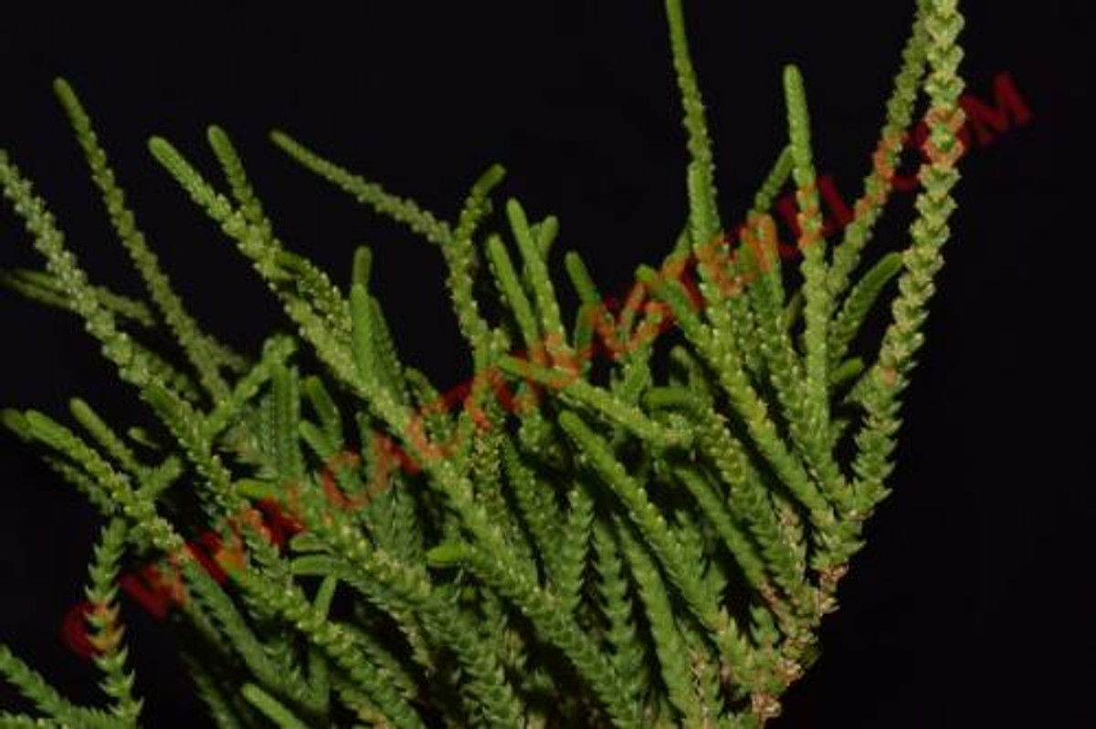 Crassula lycopodioides 'Pseudolycopodioides'