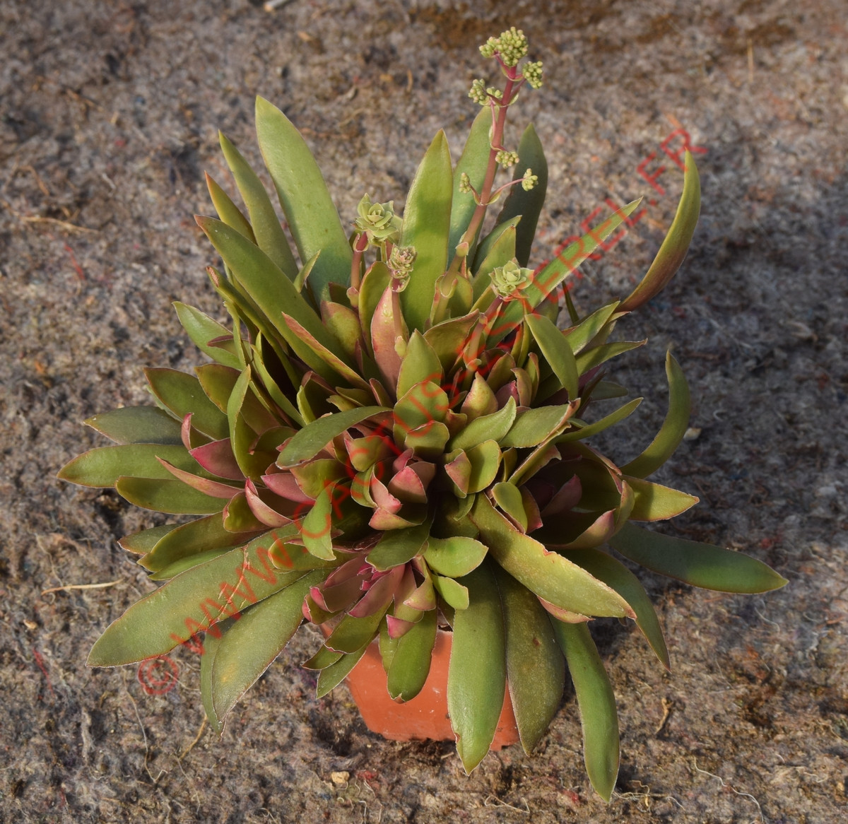 Crassula rosularis