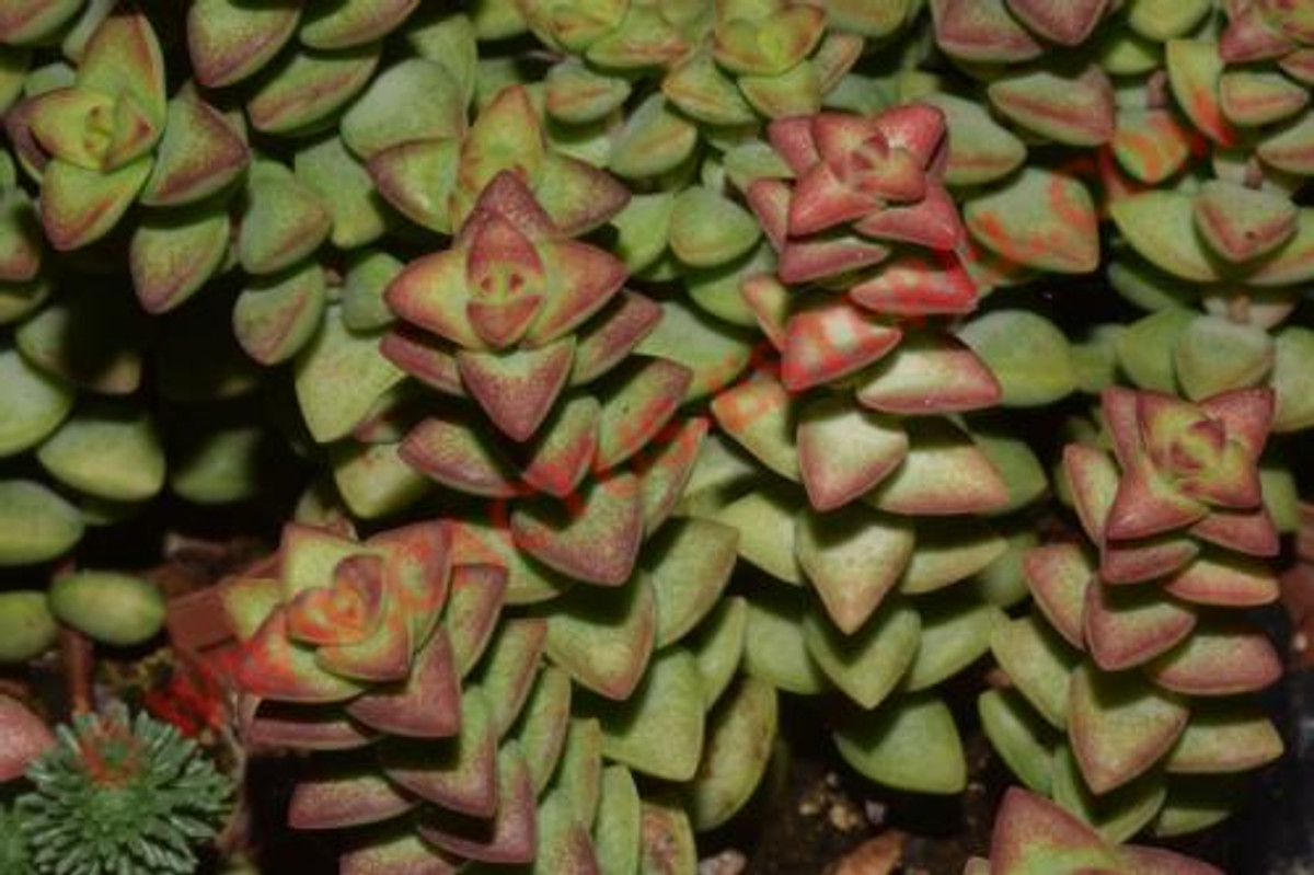 Crassula rupestris