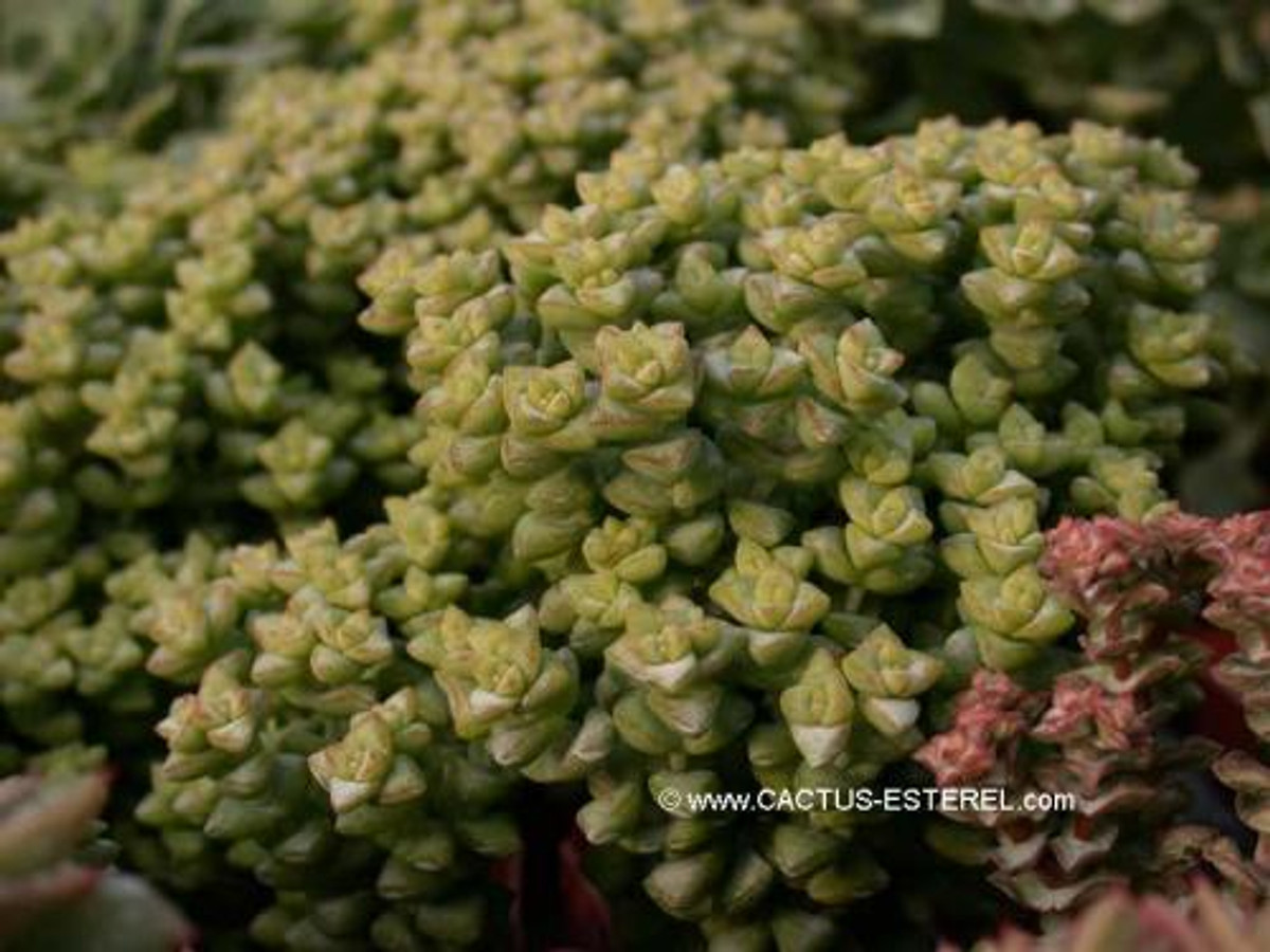 Crassula rupestris ssp.commutata