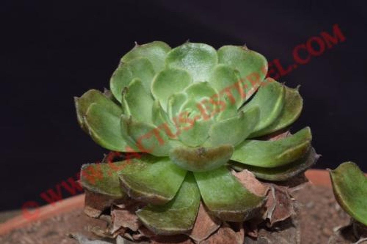 Echeveria 'Brown Rose'